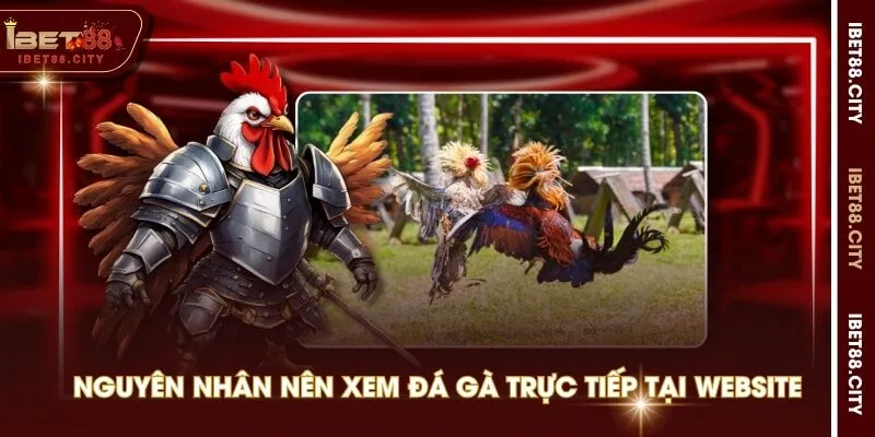 Nguyên nhân nên xem đá gà trực tiếp tại website