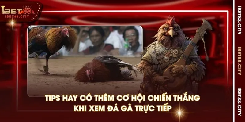 Tips hay có thêm cơ hội chiến thắng khi xem đá gà trực tiếp